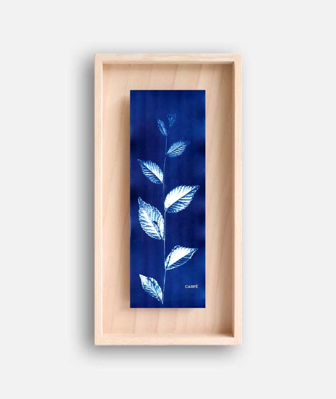 Frame Cyanotype Elm WALL DECORATION 85,00 € Frame Cyanotype Elm WALL DECORATION 85,00 €