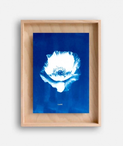 Rahmen cyanotype Mohn WAND DEKORATION 95,00 €