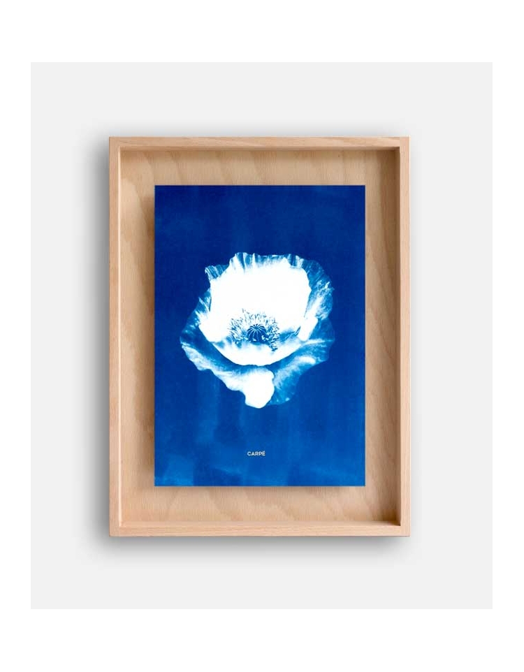 Rahmen cyanotype Mohn WAND DEKORATION 95,00 €
