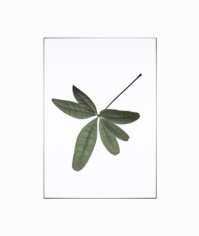 Affiches FEUILLES DECORATION MURALE 17,90 € Affiches FEUILLES DECORATION MURALE 17,90 €