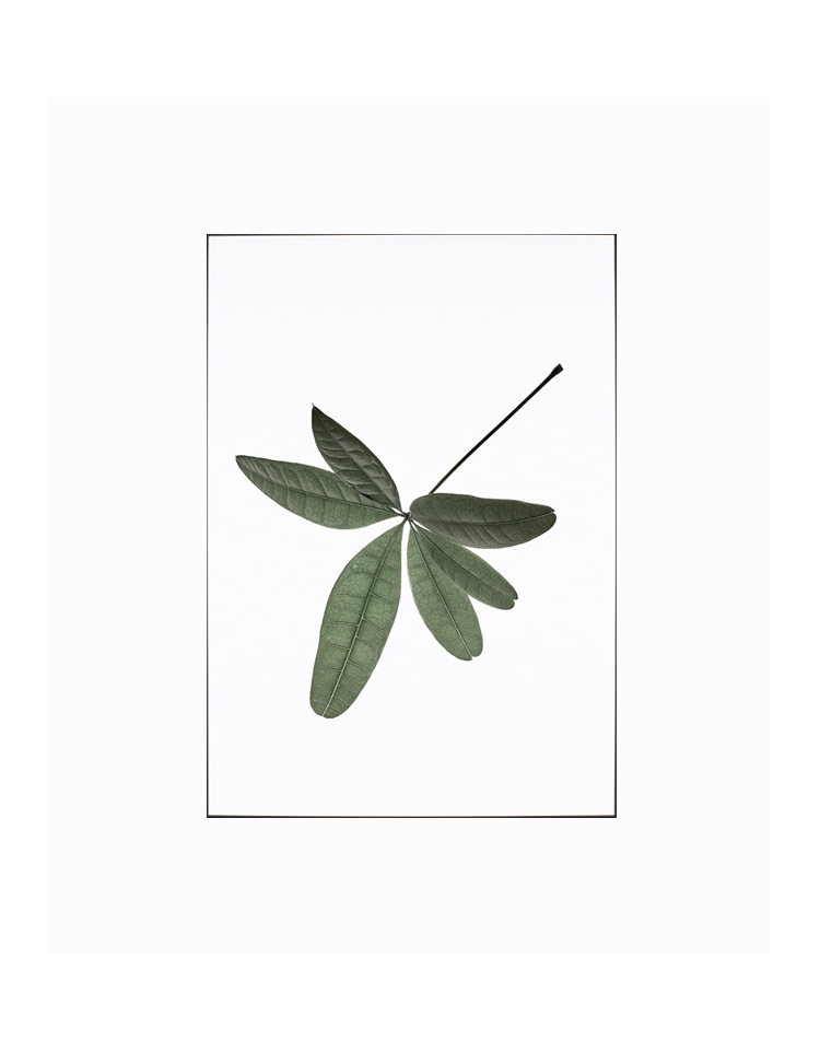 Poster LEAVES WALL DECORATION 17,90 €