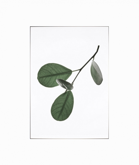Poster LEAVES 02 WALL DECORATION 17,90 €