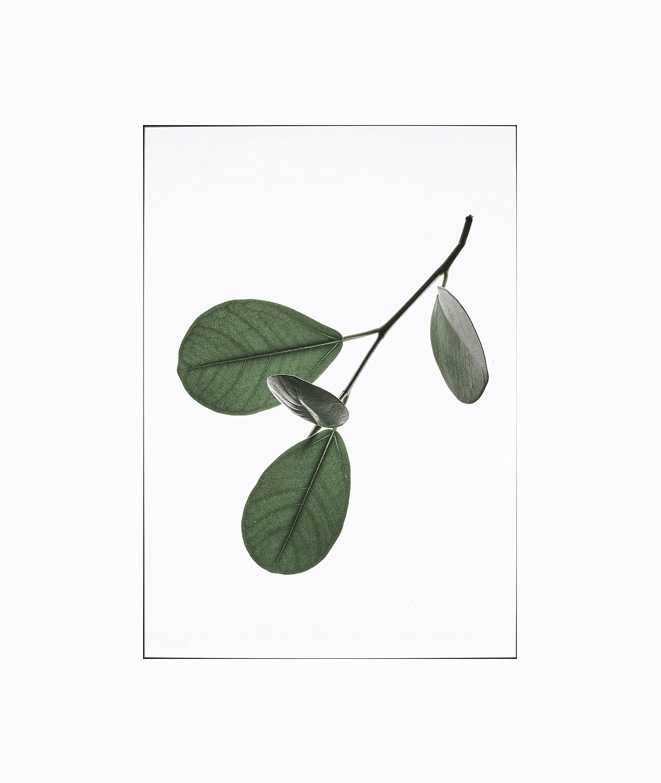 Poster LEAVES 02 WALL DECORATION 17,90 € Poster LEAVES 02 WALL DECORATION 17,90 €