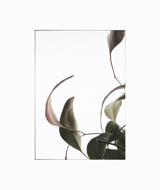 Affiches FEUILLES 03 DECORATION MURALE 17,90 € Affiches FEUILLES 03 DECORATION MURALE 17,90 €
