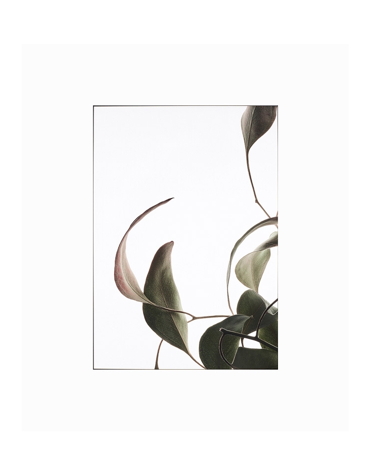 Poster LEAVES 03 WALL DECORATION 17,90 €
