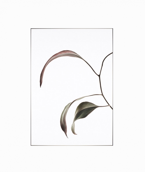 Poster LEAVES 04 WALL DECORATION 17,90 €