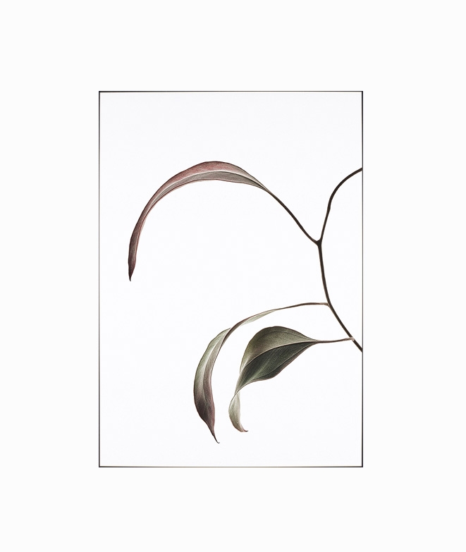 Affiches FEUILLES 04 DECORATION MURALE 17,90 € Affiches FEUILLES 04 DECORATION MURALE 17,90 €